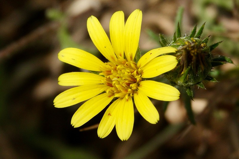 Gorteria beguinotii photo 4