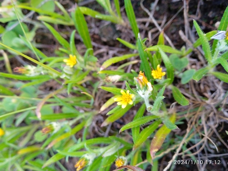Gorteria beguinotii photo 5