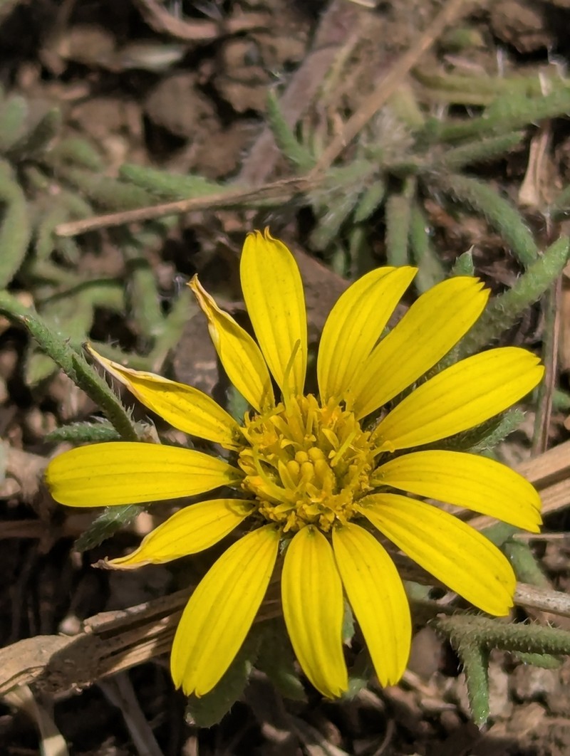 Gorteria beguinotii photo 6