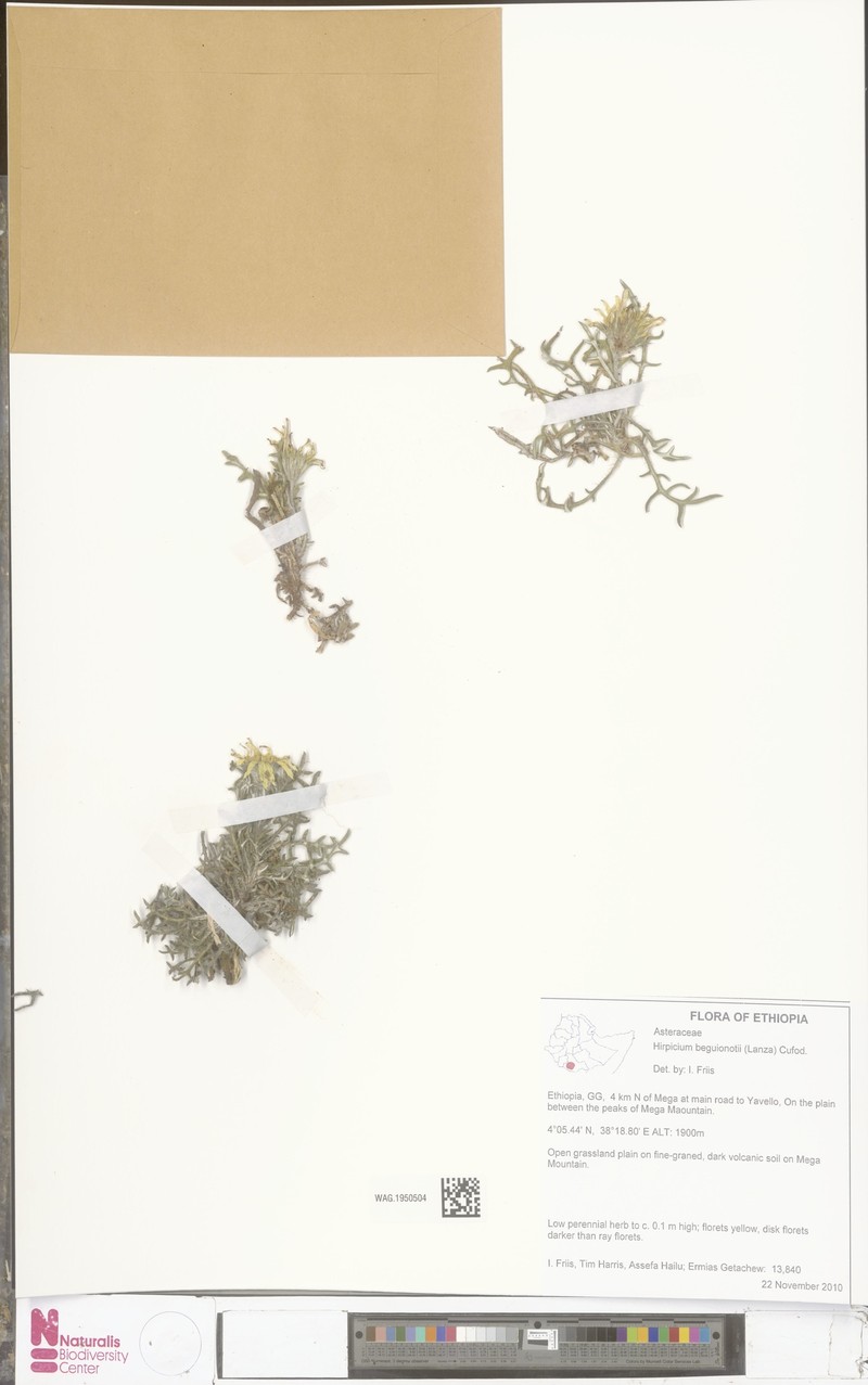 Gorteria beguinotii photo 8