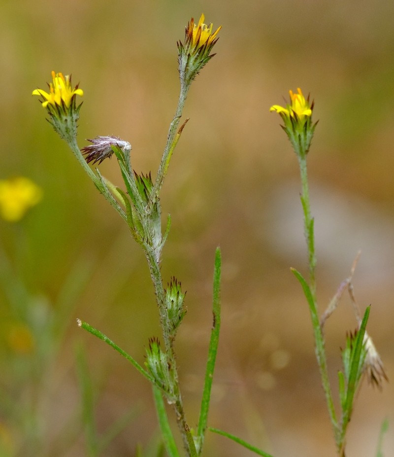 Gorteria gracilis