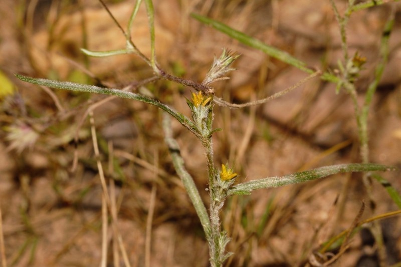 Gorteria gracilis photo 3