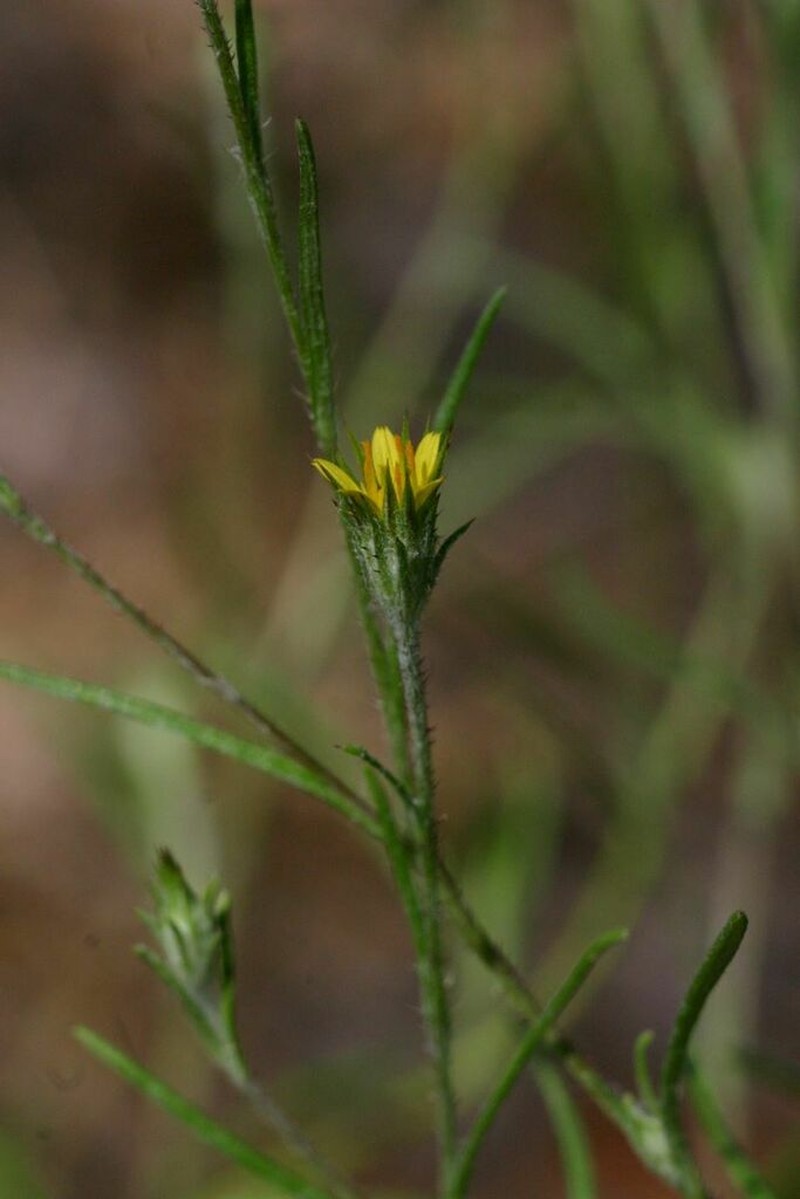 Gorteria gracilis photo 4