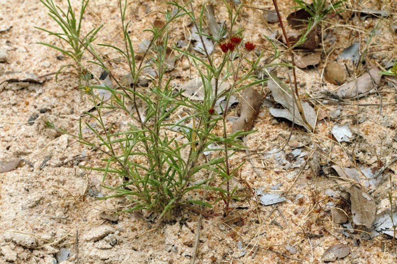 Gorteria gracilis photo 5