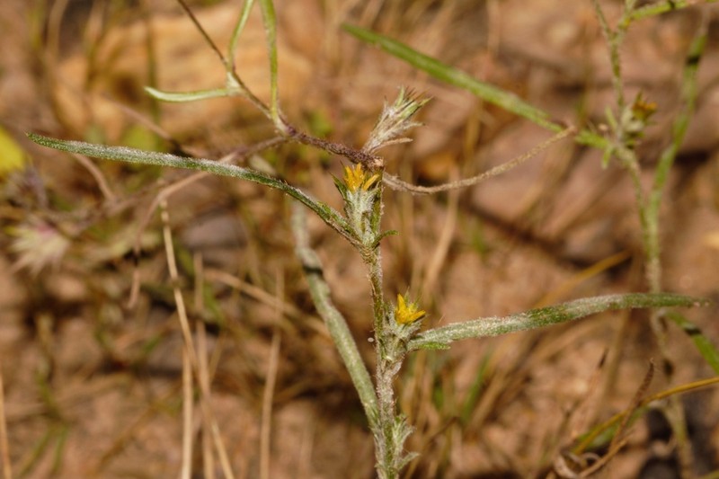 Gorteria gracilis photo 6