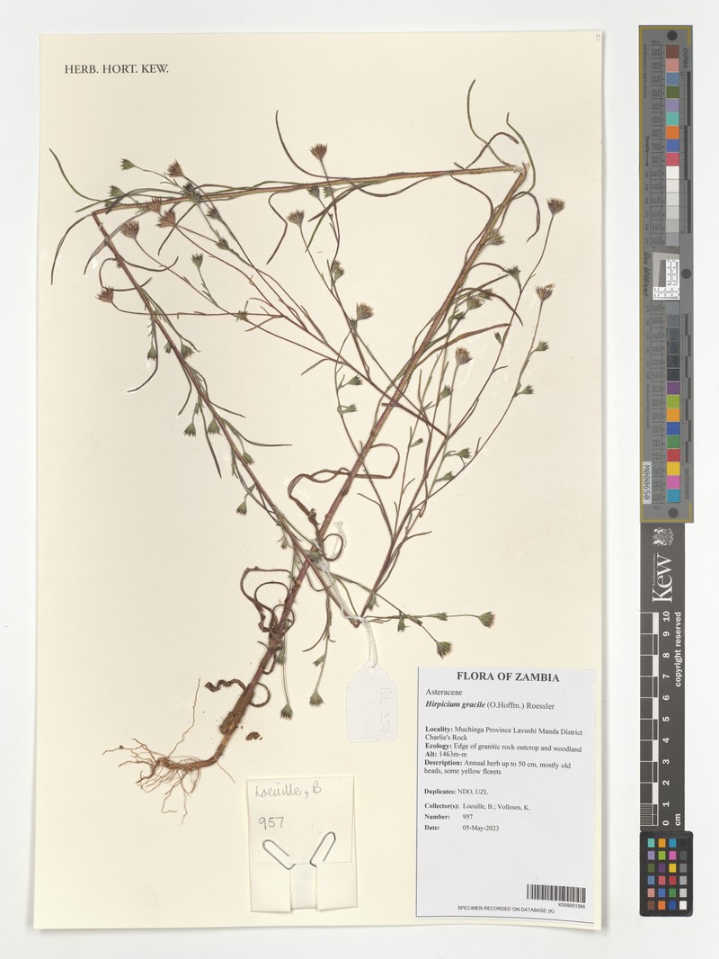Gorteria gracilis photo 7