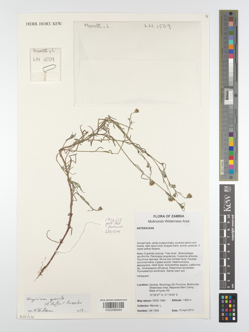 Gorteria gracilis photo 8