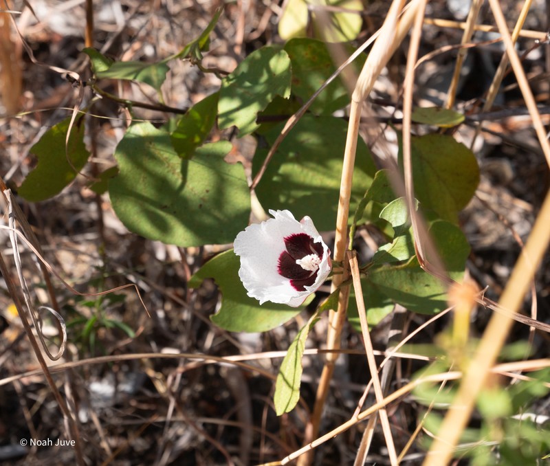 Gossypium anapoides photo 2
