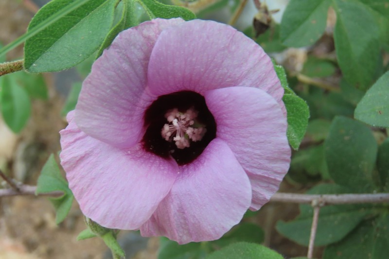 Gossypium anomalum subsp. anomalum
