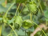 Tree Cotton