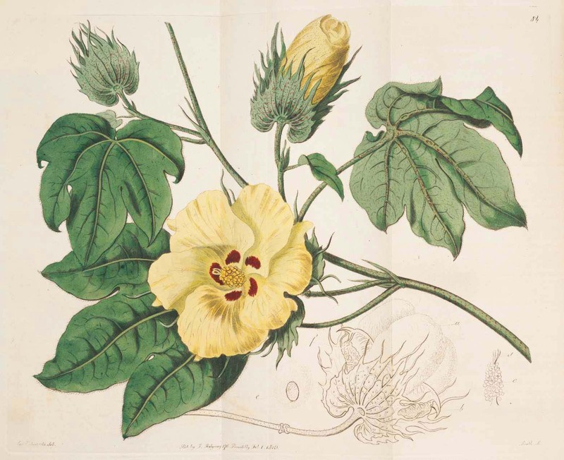Creole Cotton photo 2