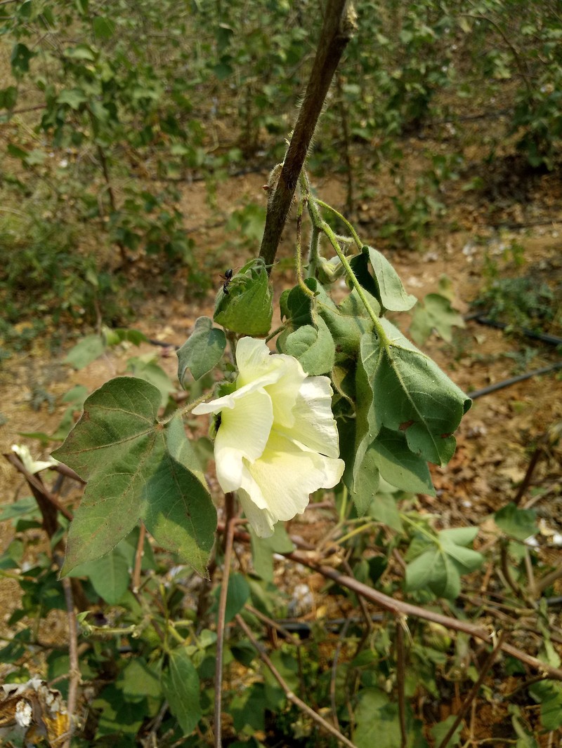 Creole Cotton photo 3
