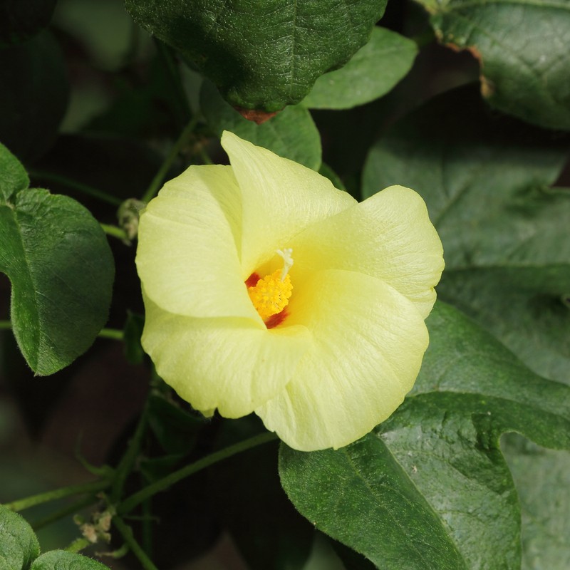Creole Cotton photo 4