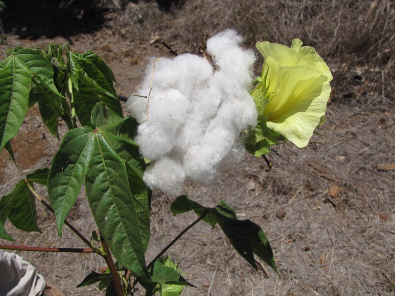 Creole Cotton photo 5