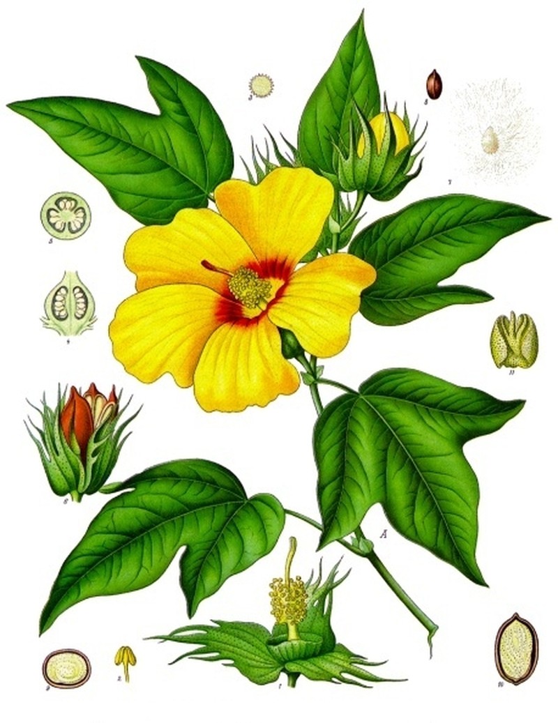 Creole Cotton photo 6