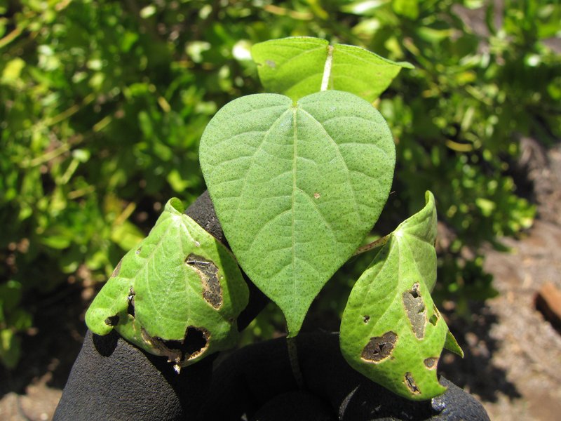 Creole Cotton photo 7