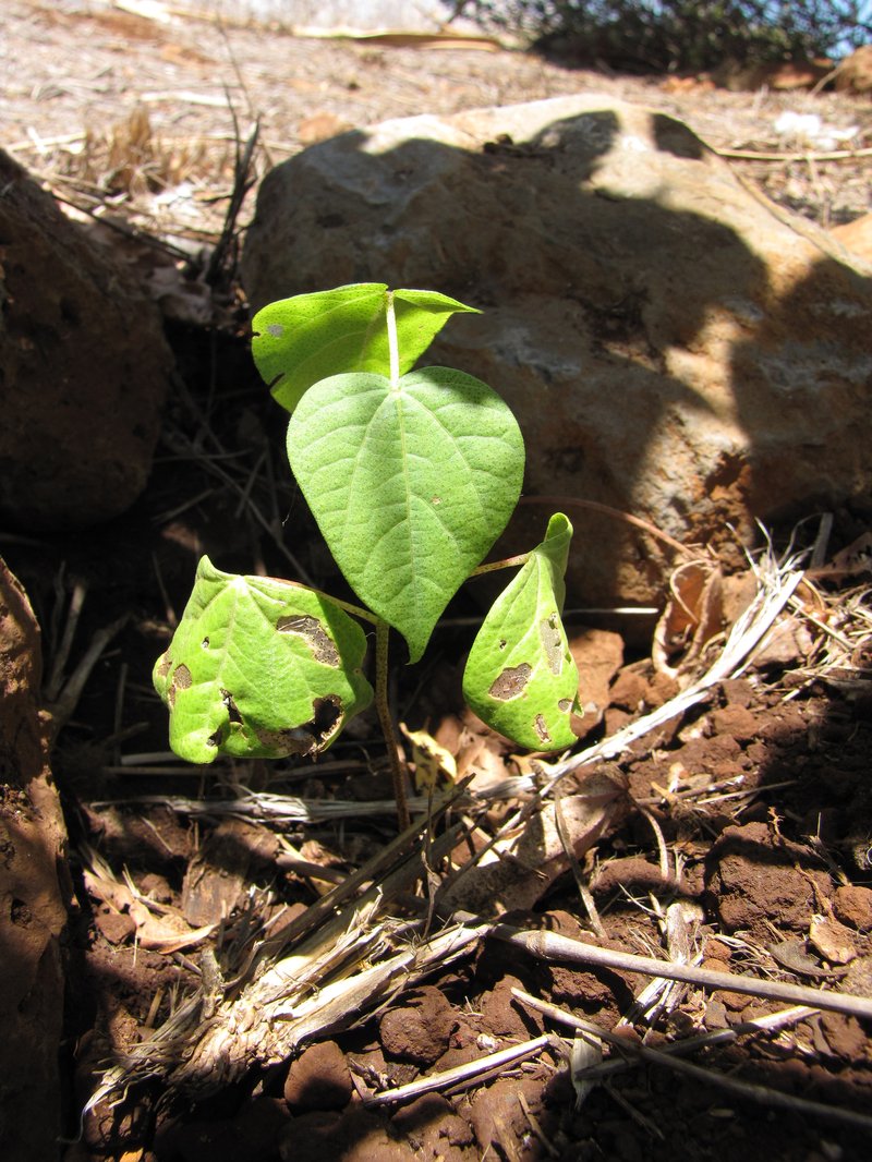 Creole Cotton photo 8