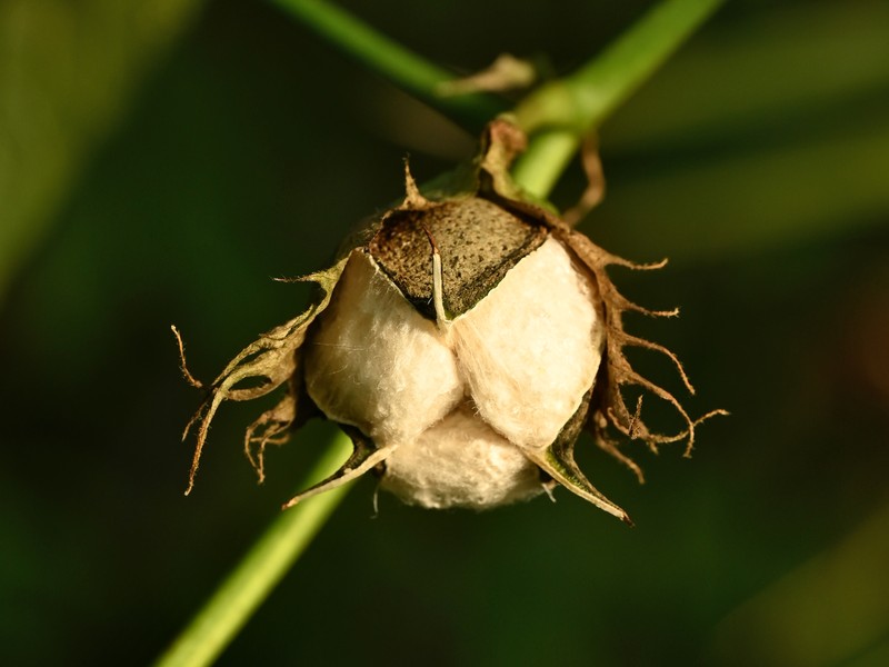 Creole Cotton photo 9