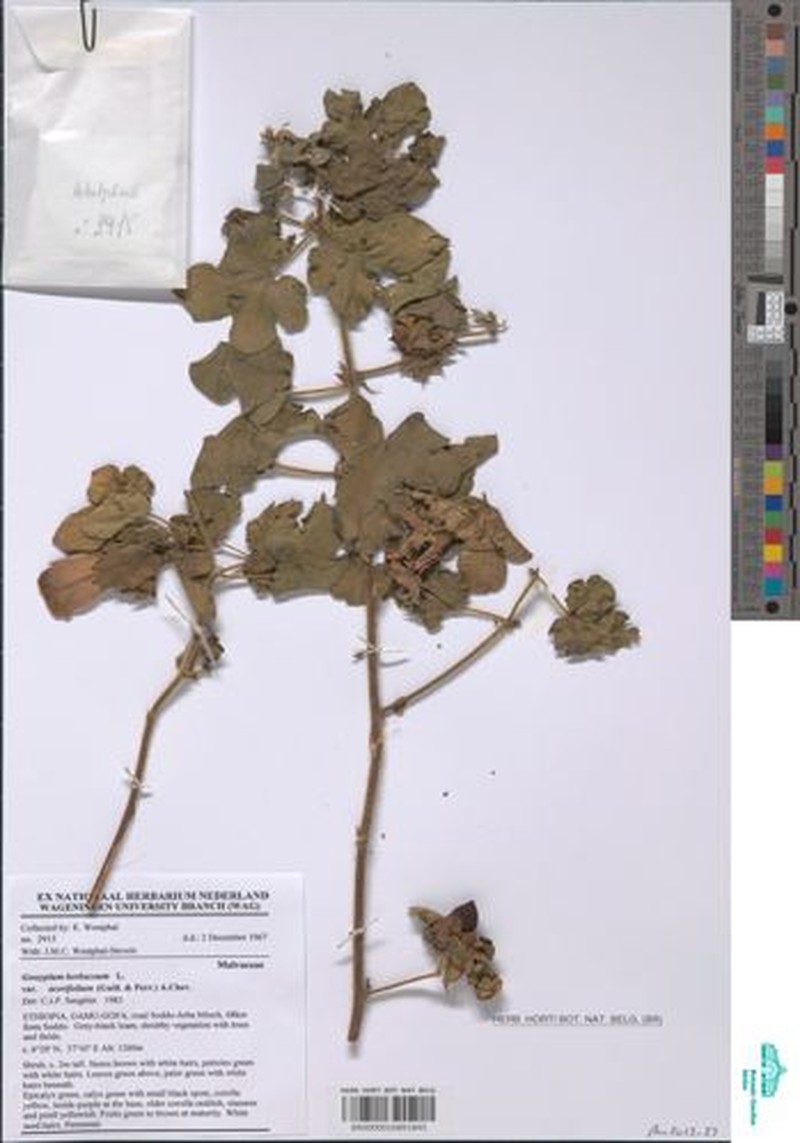 Gossypium herbaceum subsp. herbaceum