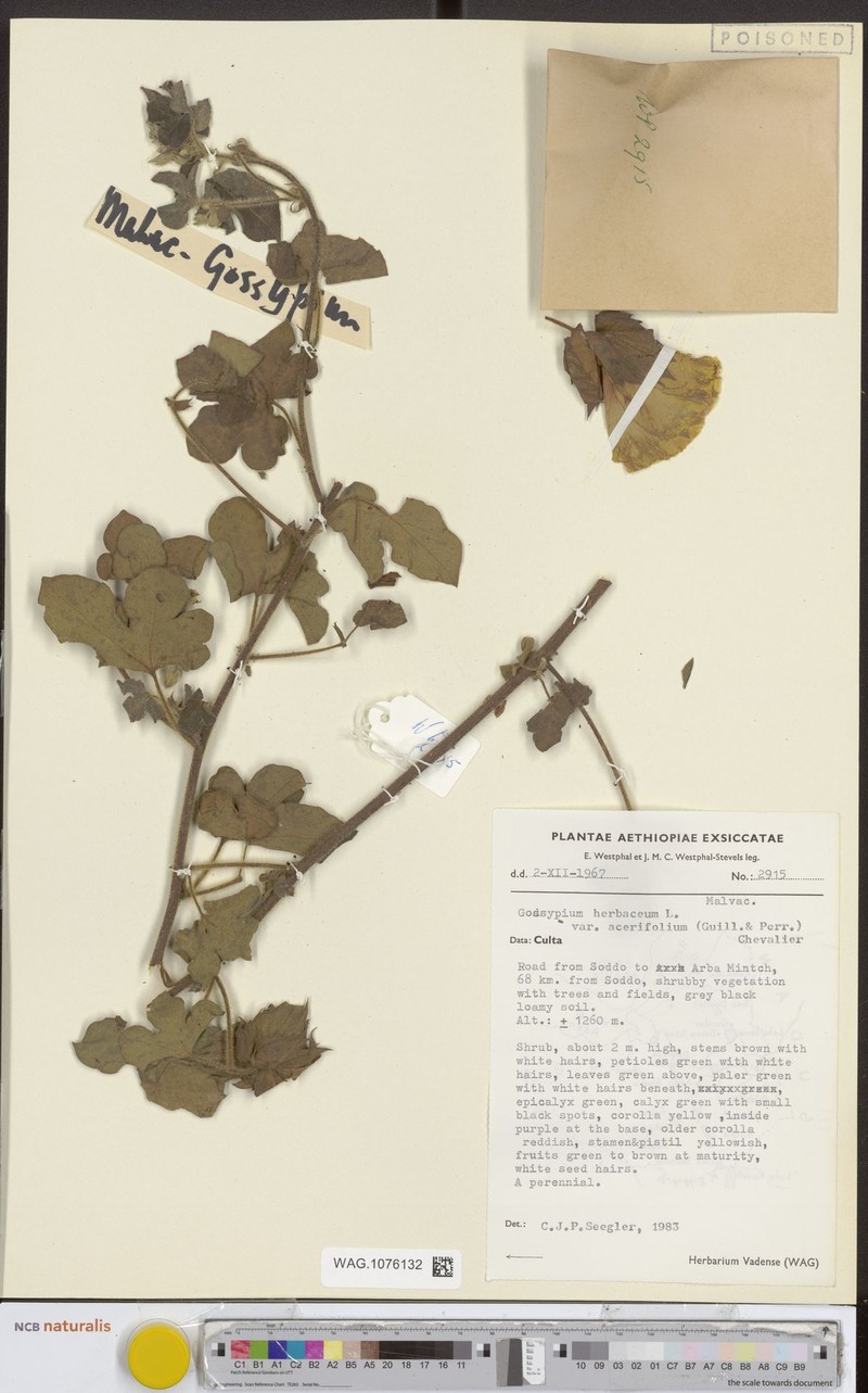 Gossypium herbaceum subsp. herbaceum photo 2