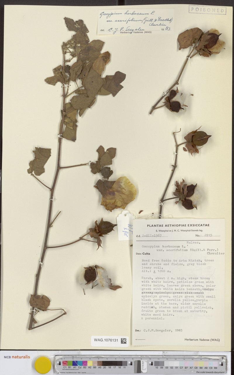 Gossypium herbaceum subsp. herbaceum photo 3