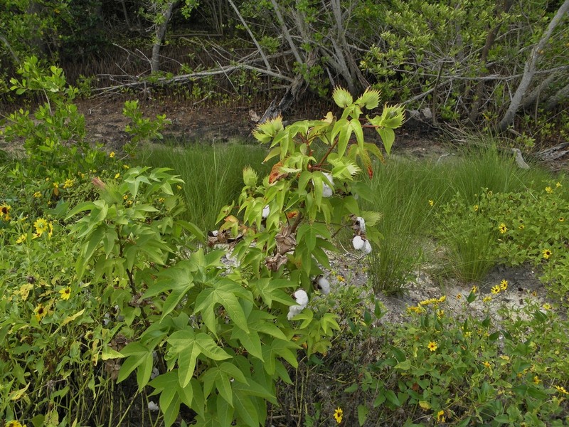 Upland Cotton