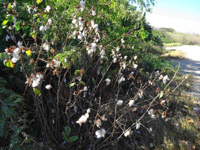 Upland Cotton photo 2