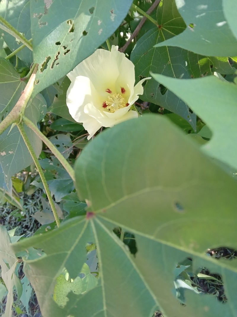 Upland Cotton photo 3