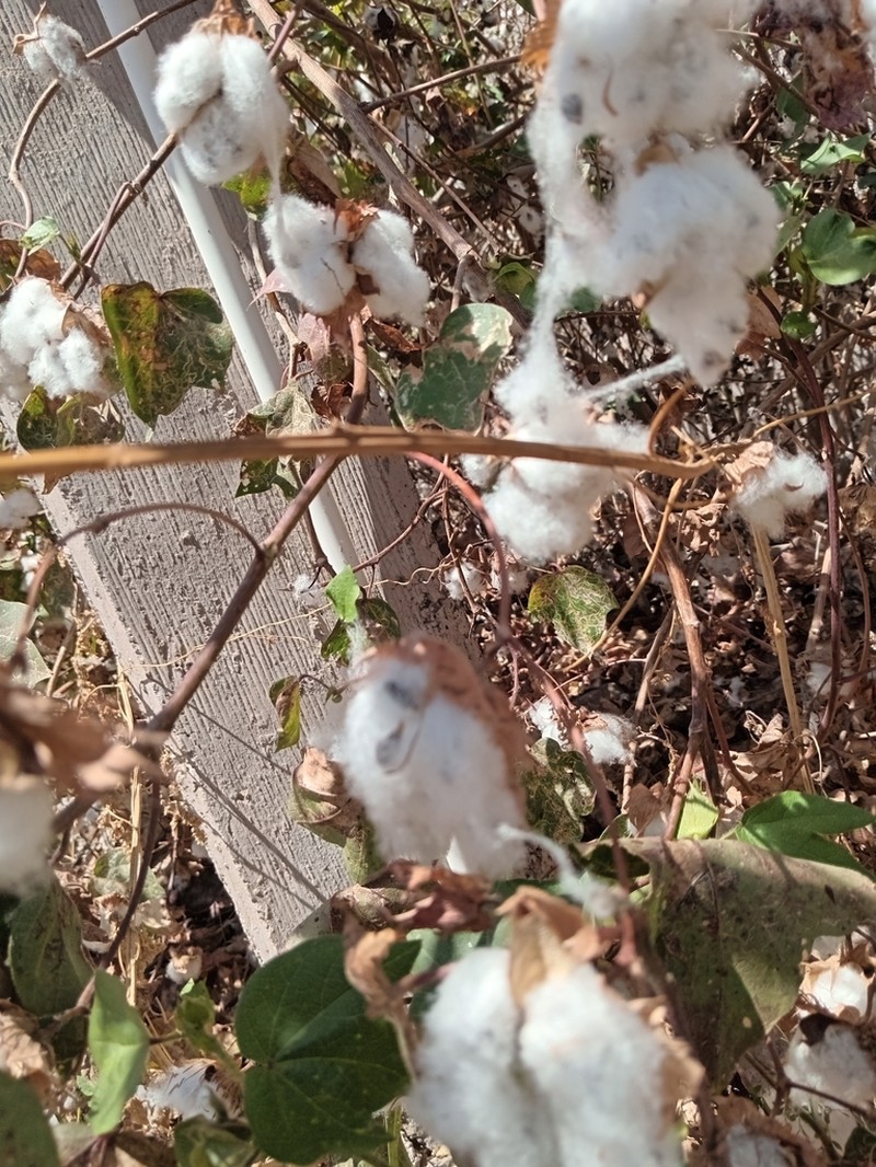 Upland Cotton photo 4