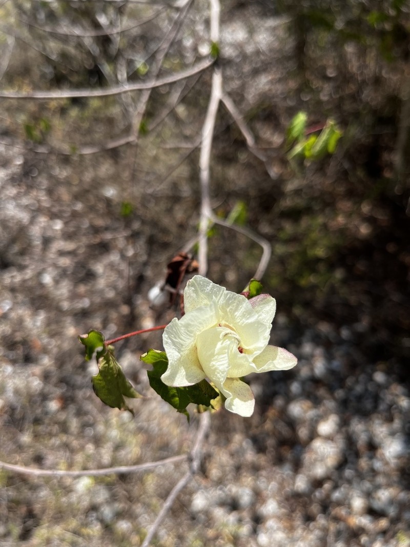 Upland Cotton photo 5