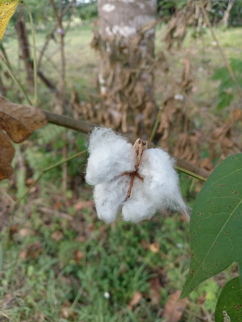Upland Cotton photo 6