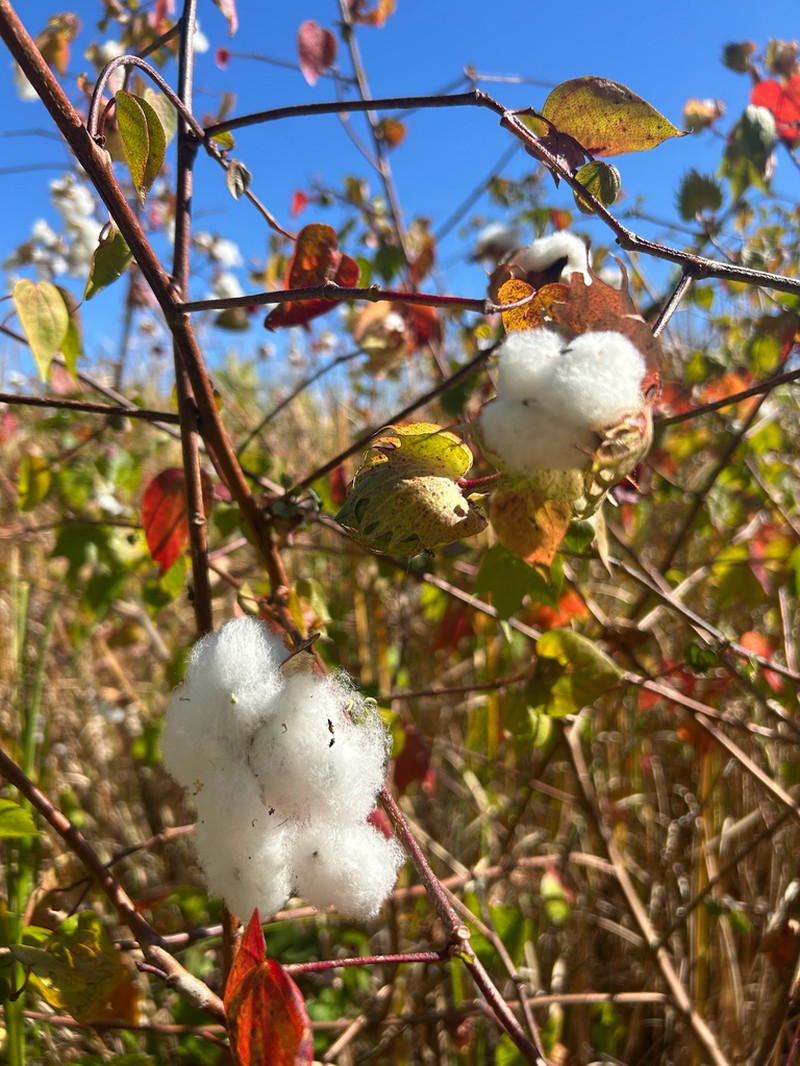 Upland Cotton photo 7