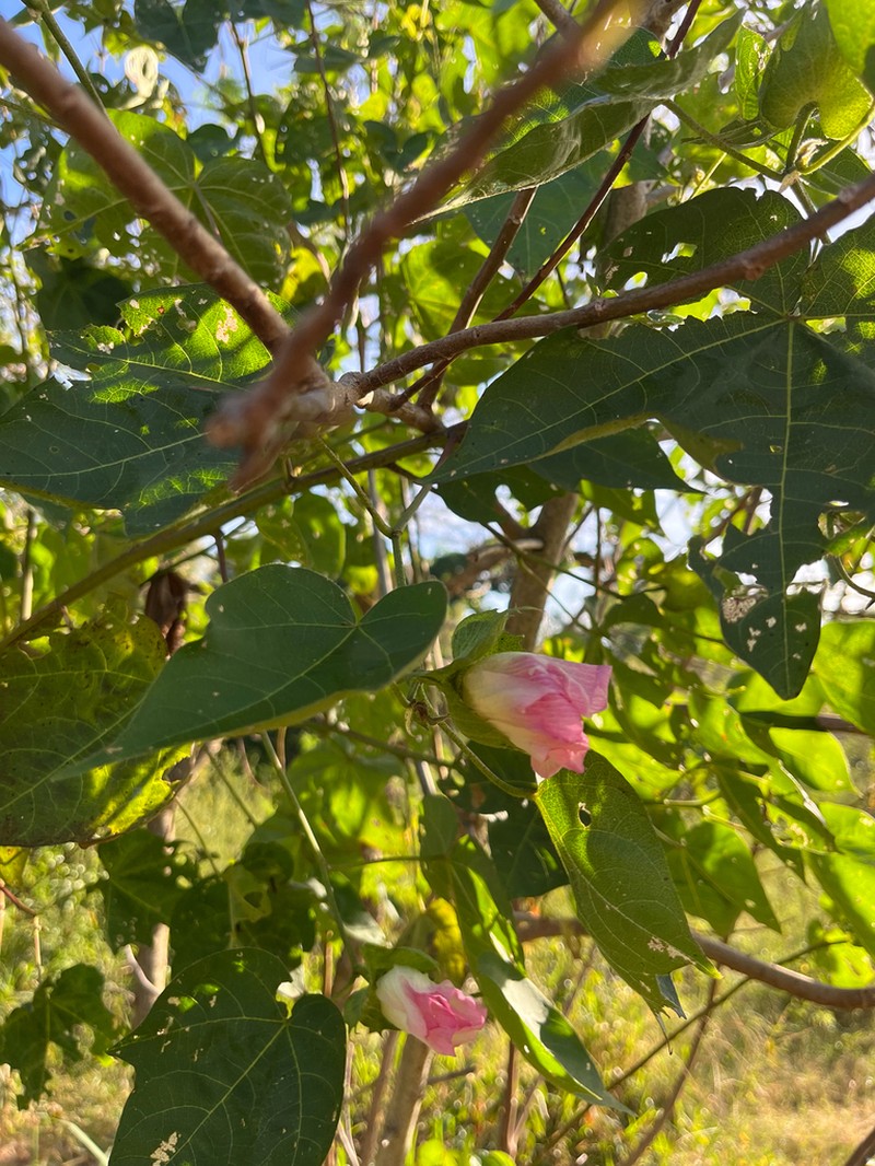 Upland Cotton photo 8