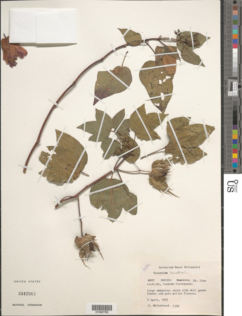 Gossypium hirsutum var. hirsutum