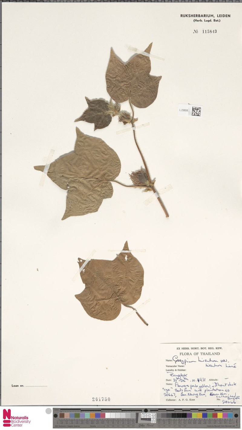 Gossypium hirsutum var. hirsutum photo 2