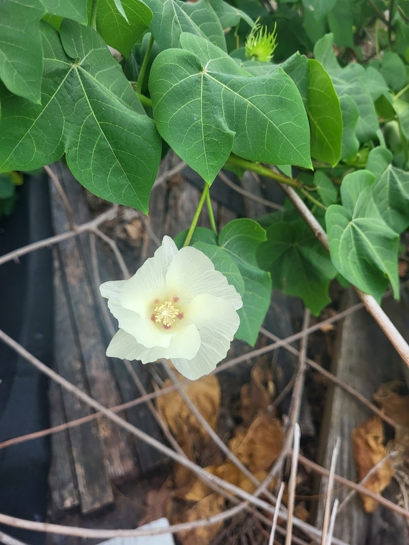 Gossypium stephensii