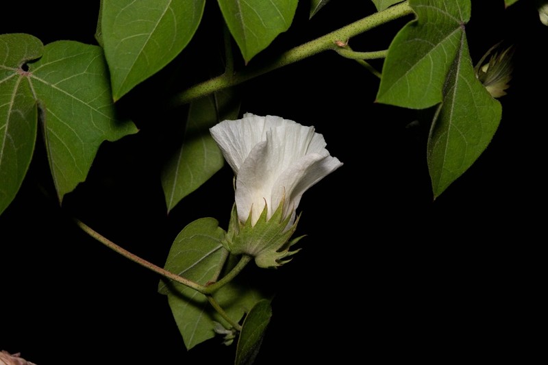 Gossypium stephensii photo 2