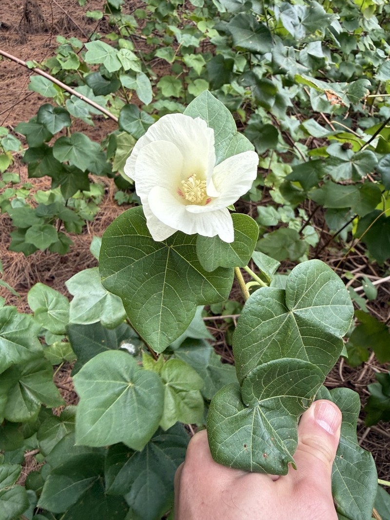 Gossypium stephensii photo 3