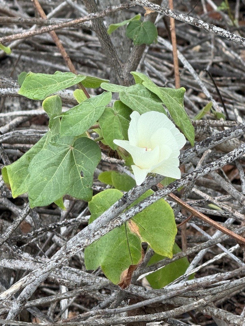 Gossypium stephensii photo 6