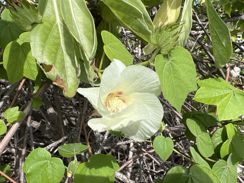 Gossypium stephensii photo 8