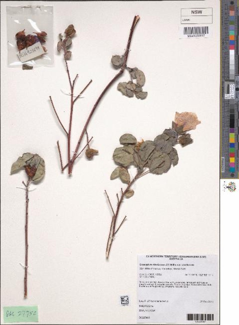 Gossypium sturtianum var. sturtianum