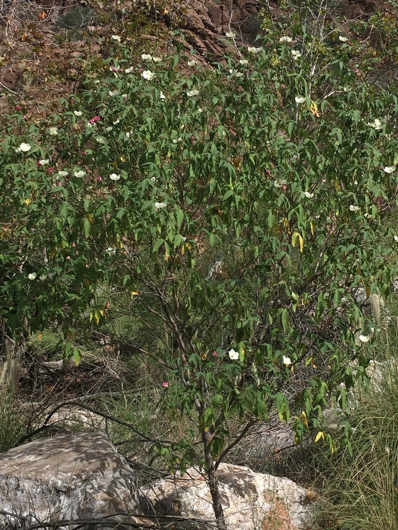 Thurber's Cotton