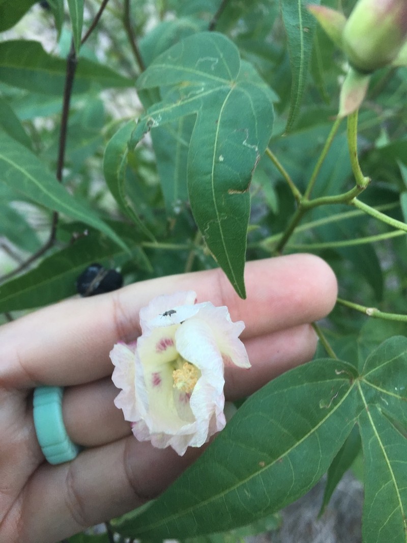 Thurber's Cotton photo 2