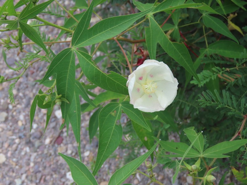 Thurber's Cotton photo 3