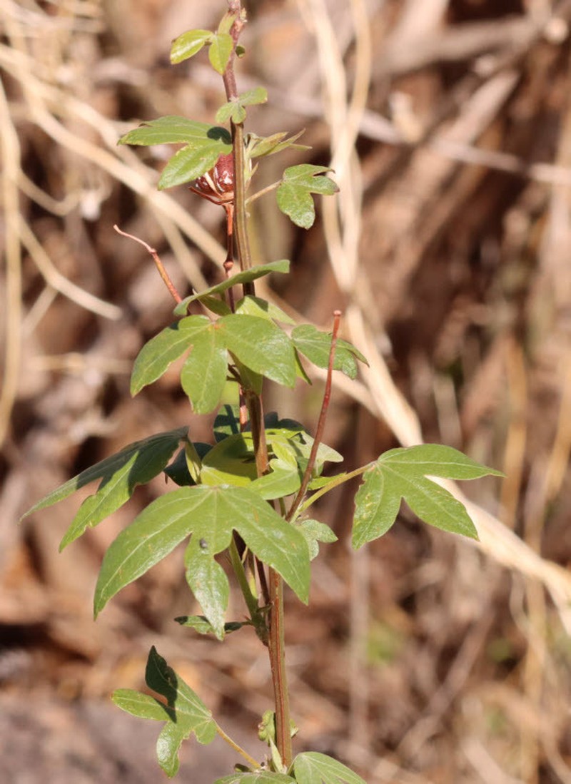 Thurber's Cotton photo 5