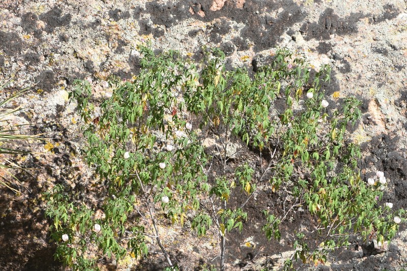 Thurber's Cotton photo 6