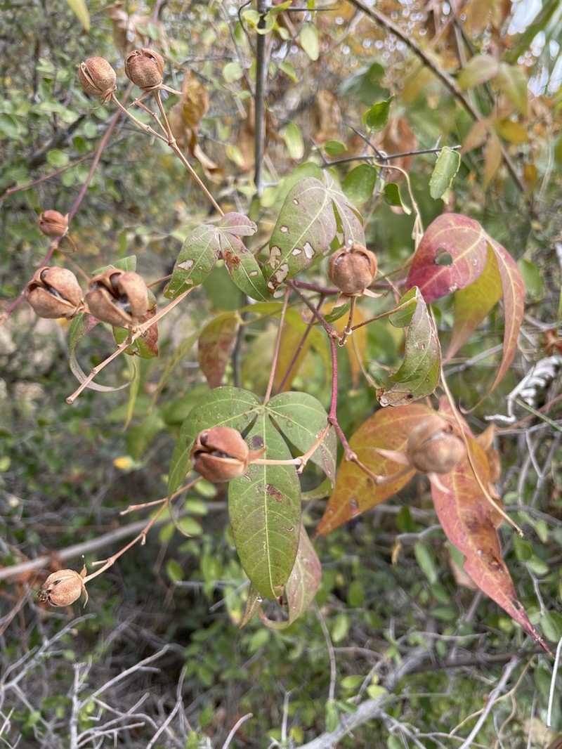 Thurber's Cotton photo 7