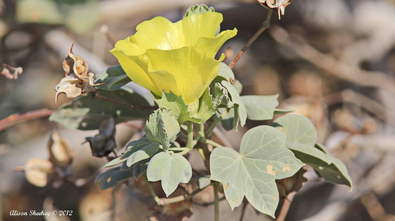 Hawai'Ian Cotton