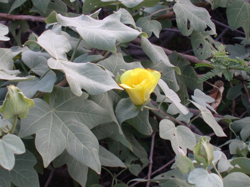 Hawai'Ian Cotton photo 2