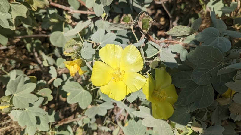 Hawai'Ian Cotton photo 4